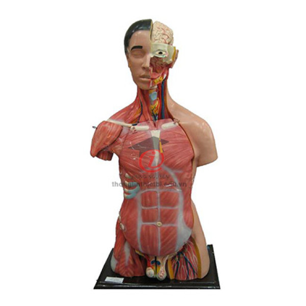 Mô hình Nửa cơ thể người (CSSH2076)